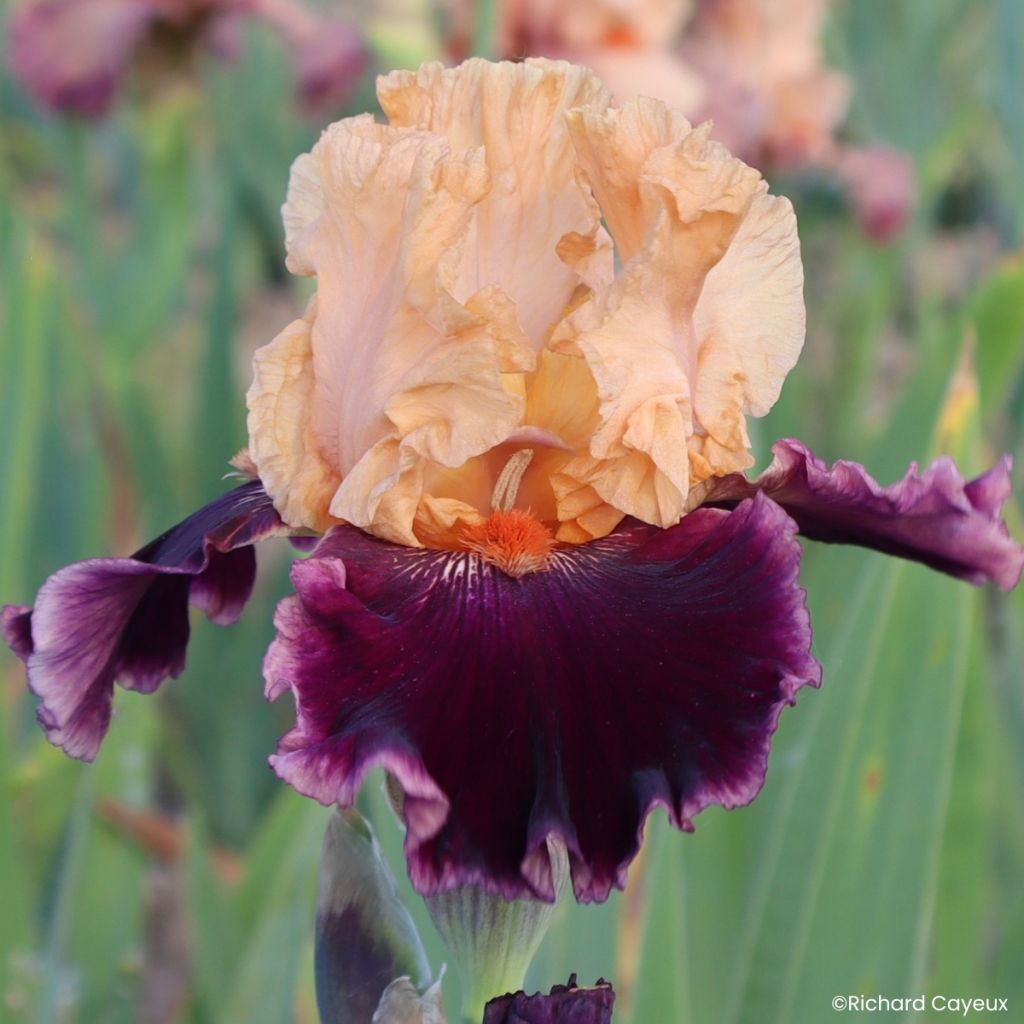Iris germanica Nuance Royale - Grand Iris des Jardins