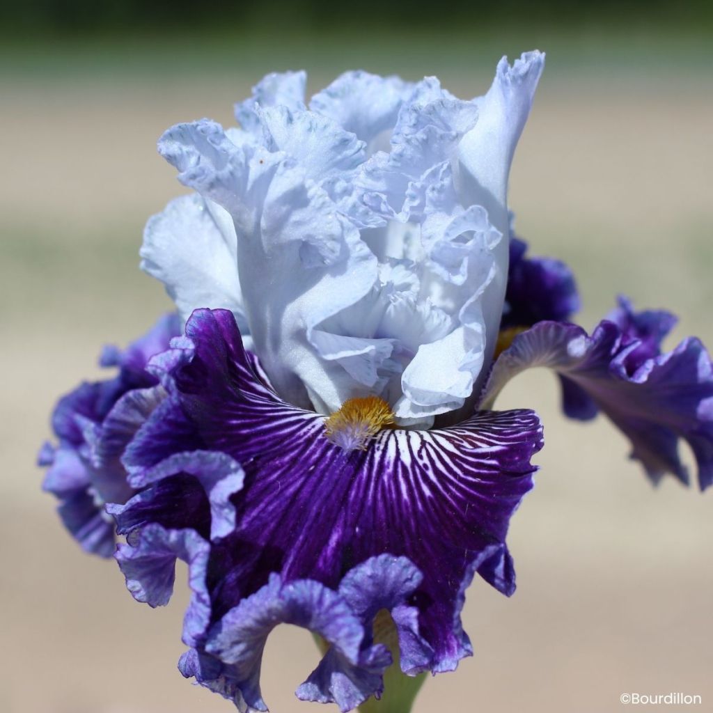 Iris germanica Polar Shift - Grand Iris des Jardins