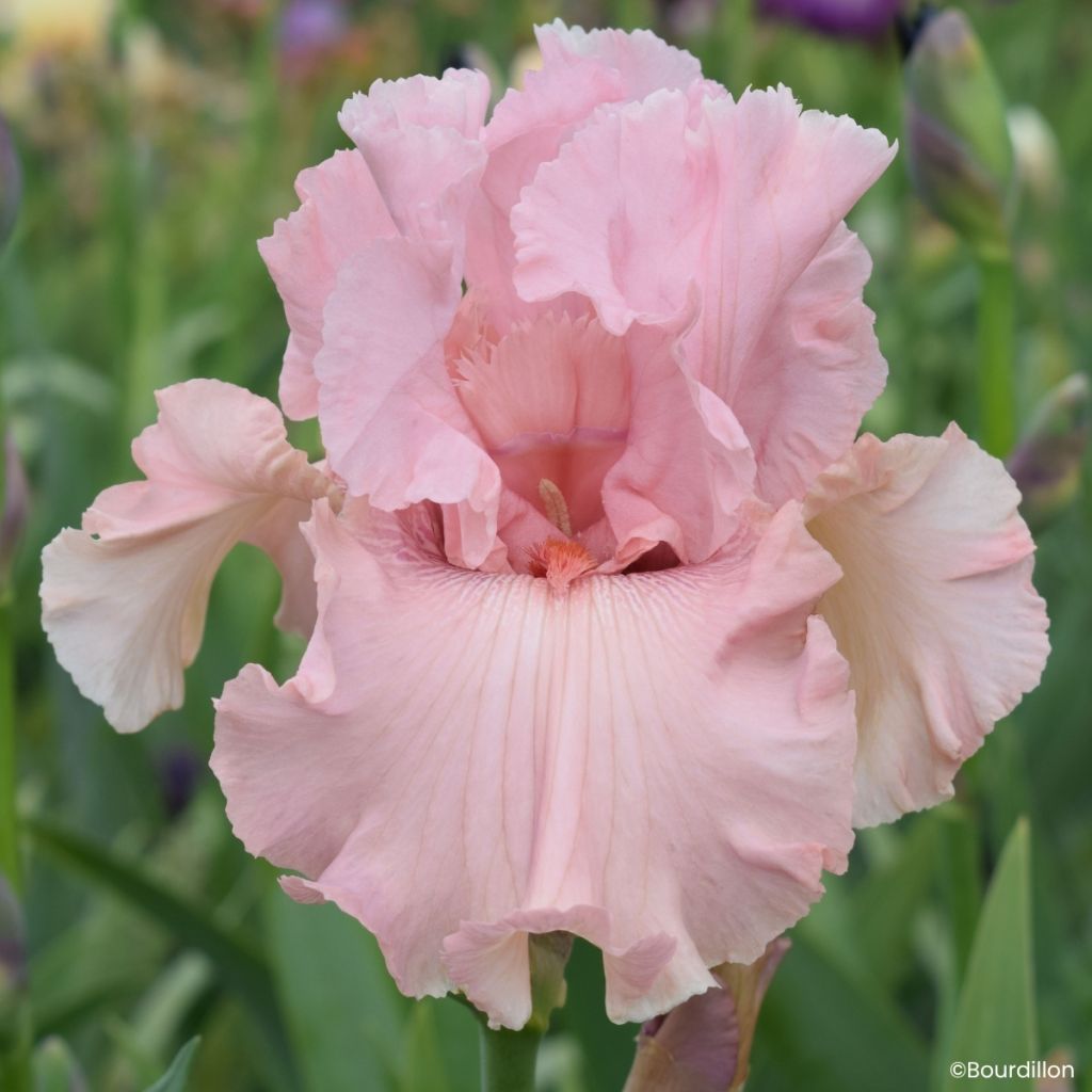 Iris germanica Star Appeal - Grand Iris des Jardins
