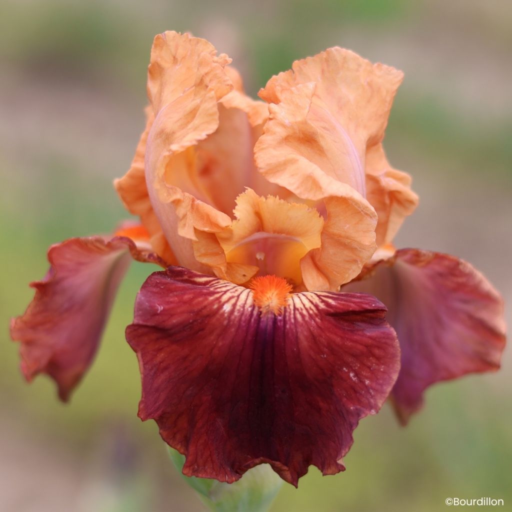 Iris germanica Apricot Toping - Iris de bordure