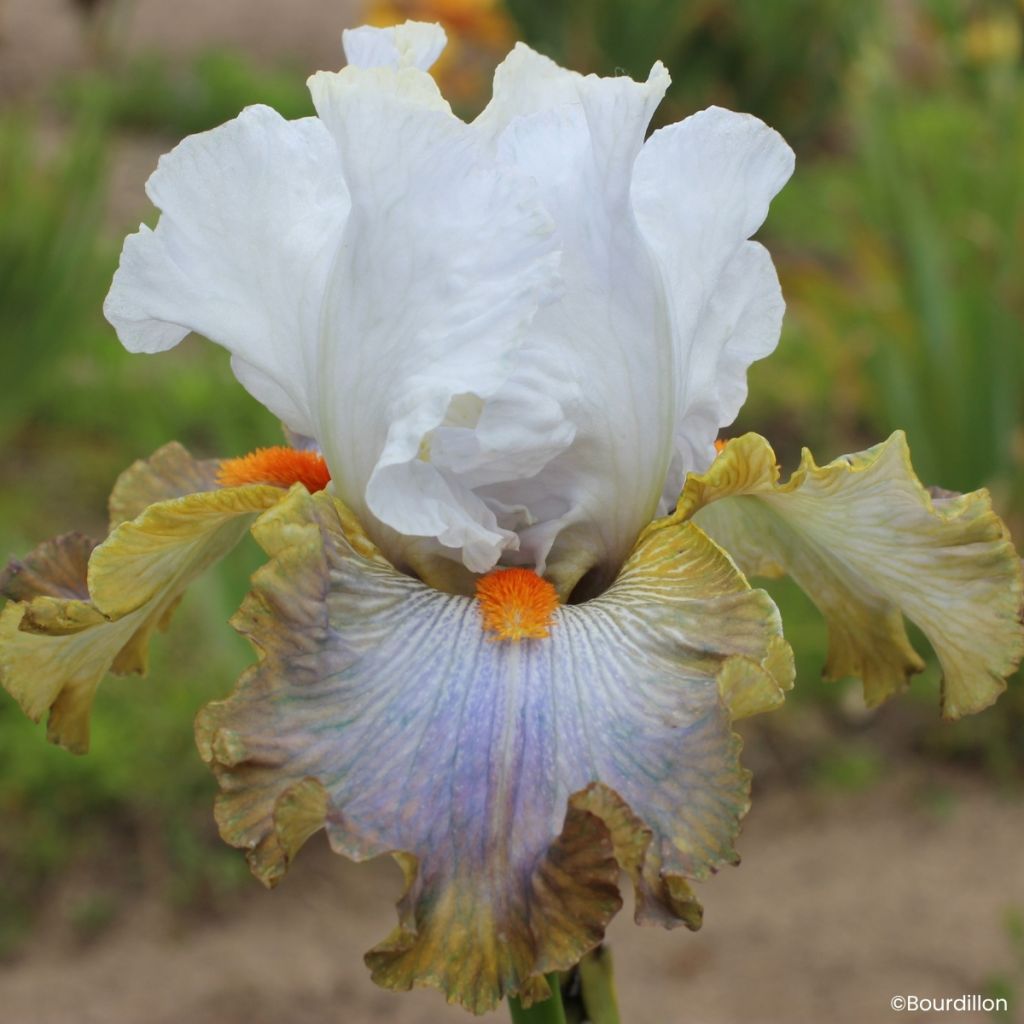 Iris germanica Art Du Camouflage - Grand Iris des Jardins