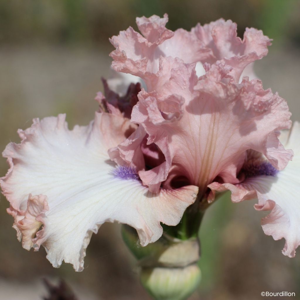 Iris germanica Don't Stop Believing - Grand Iris des Jardins