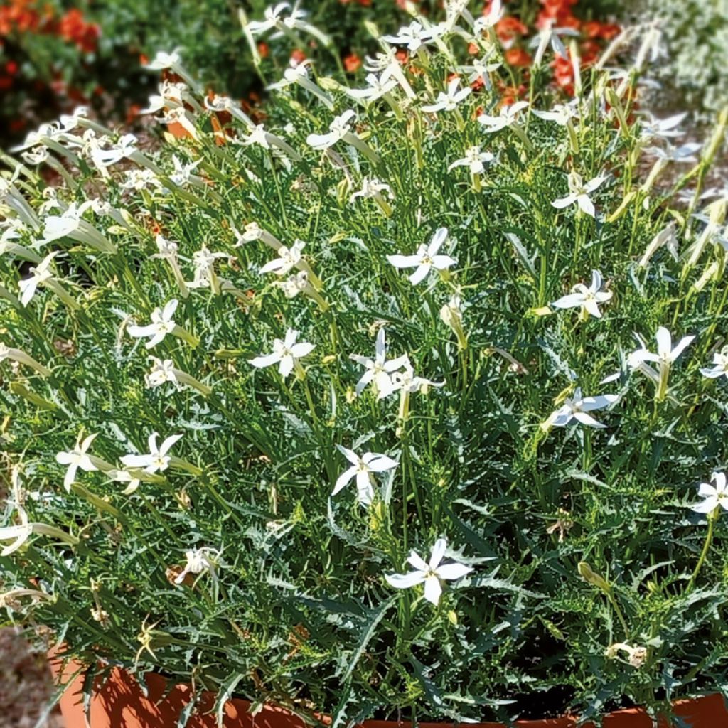 Laurentia ou Isotoma Wendy's White