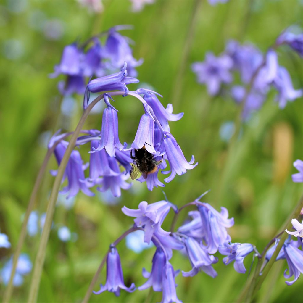 Jacinthe d'Espagne - Hyacinthoides hispanica