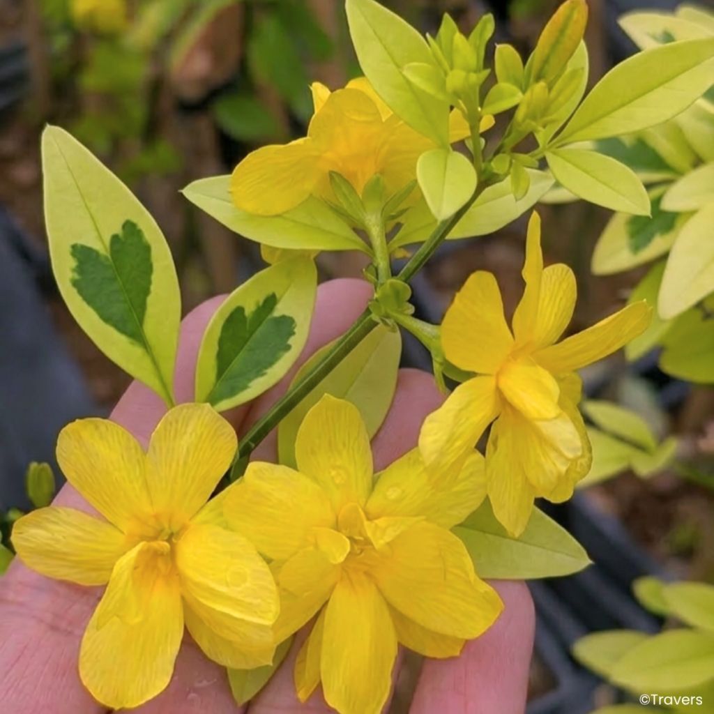 Jasmin primevère Goldtouch - Jasminum mesnyi