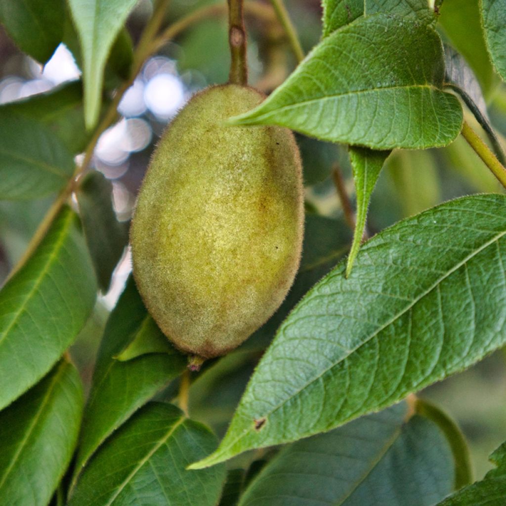 Noyer cendré - Juglans cinerea