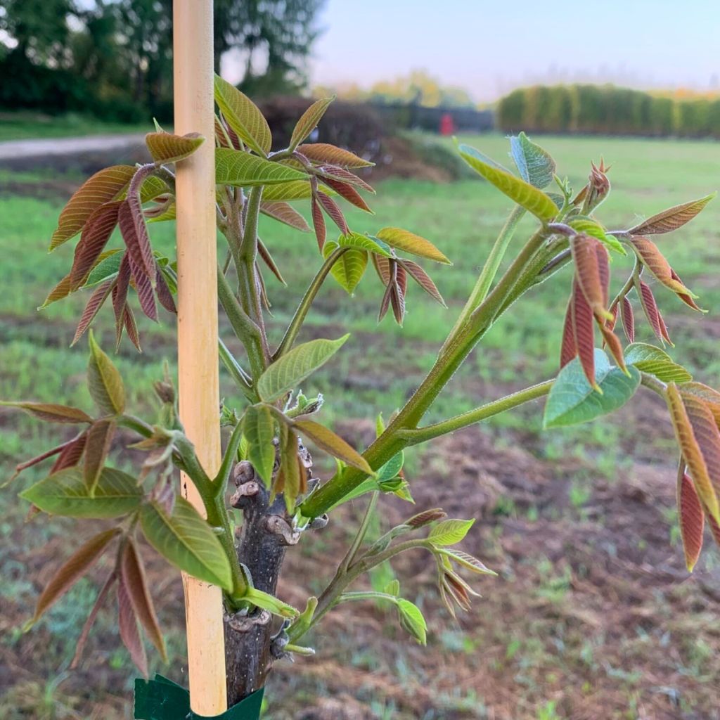 Noyer commun Bijou - Juglans regia