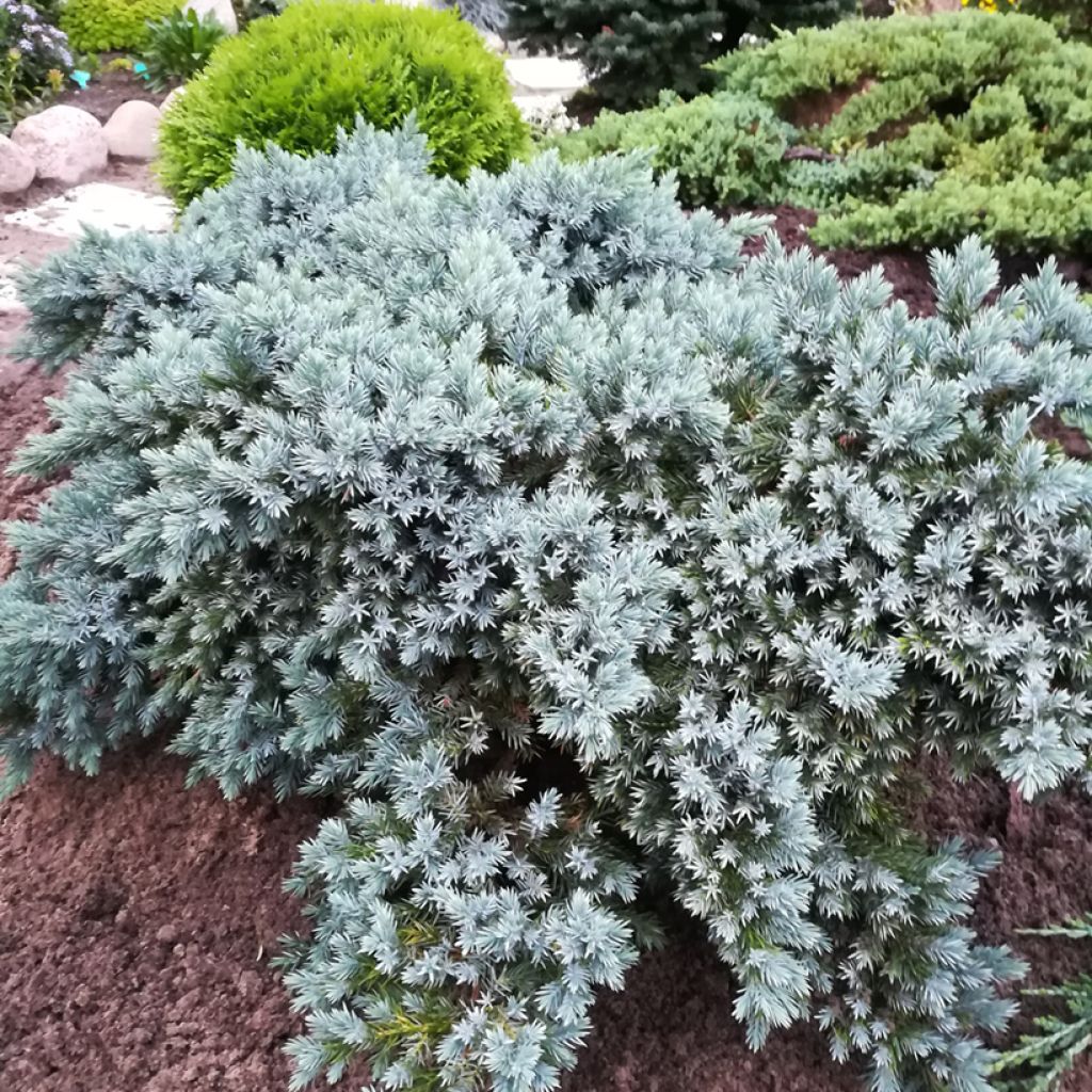 Juniperus squamata Blue Star - Genévrier écailleux