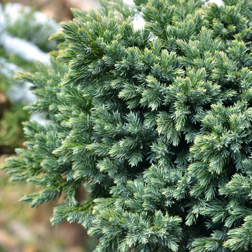 Juniperus squamata Blue Star - Genévrier écailleux
