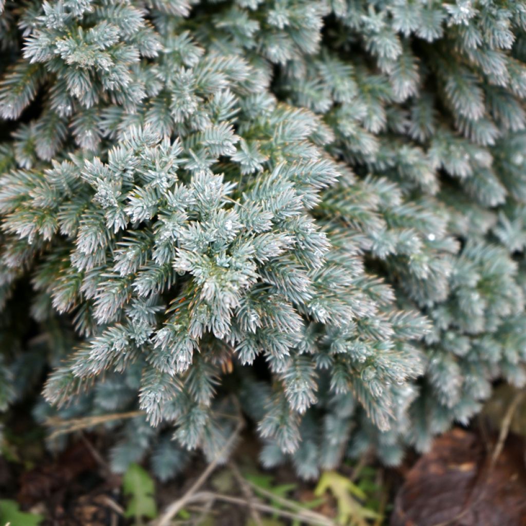 Juniperus squamata Blue Star - Genévrier écailleux