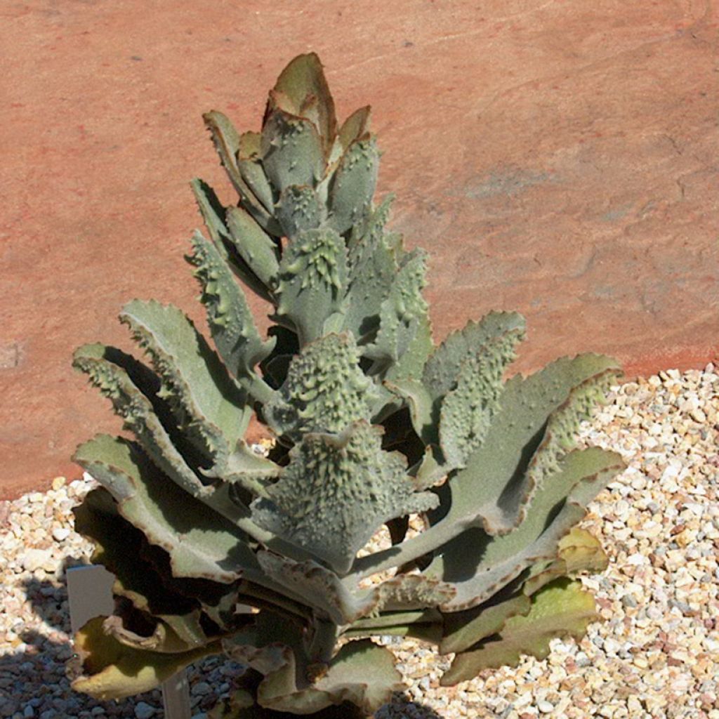 Kalanchoe beharensis Fang