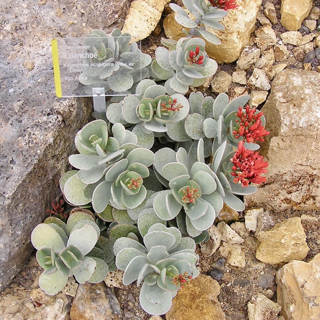 Kalanchoe farinacea