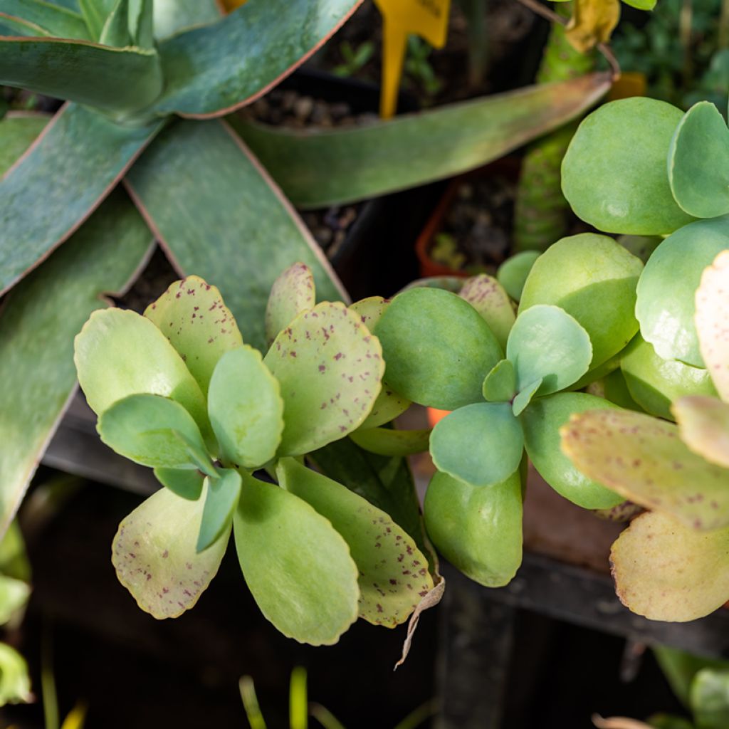 Kalanchoe marmorata - Kalanchoé marbré