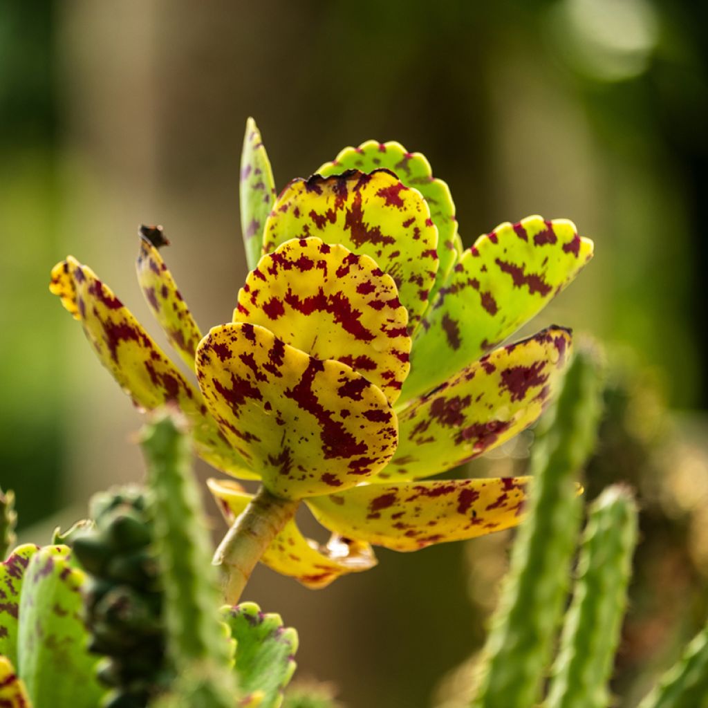 Kalanchoe marmorata - Kalanchoé marbré