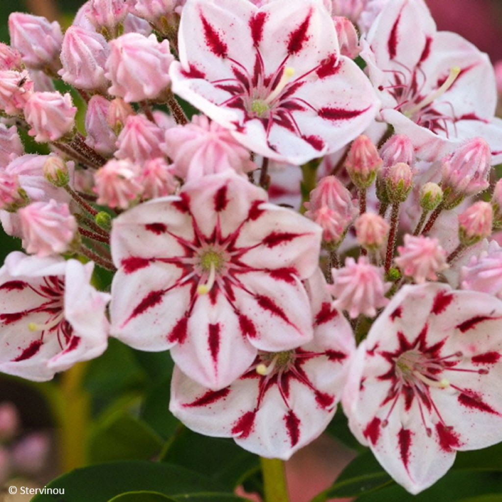 Kalmia latifolia Windmill - Laurier des montagnes