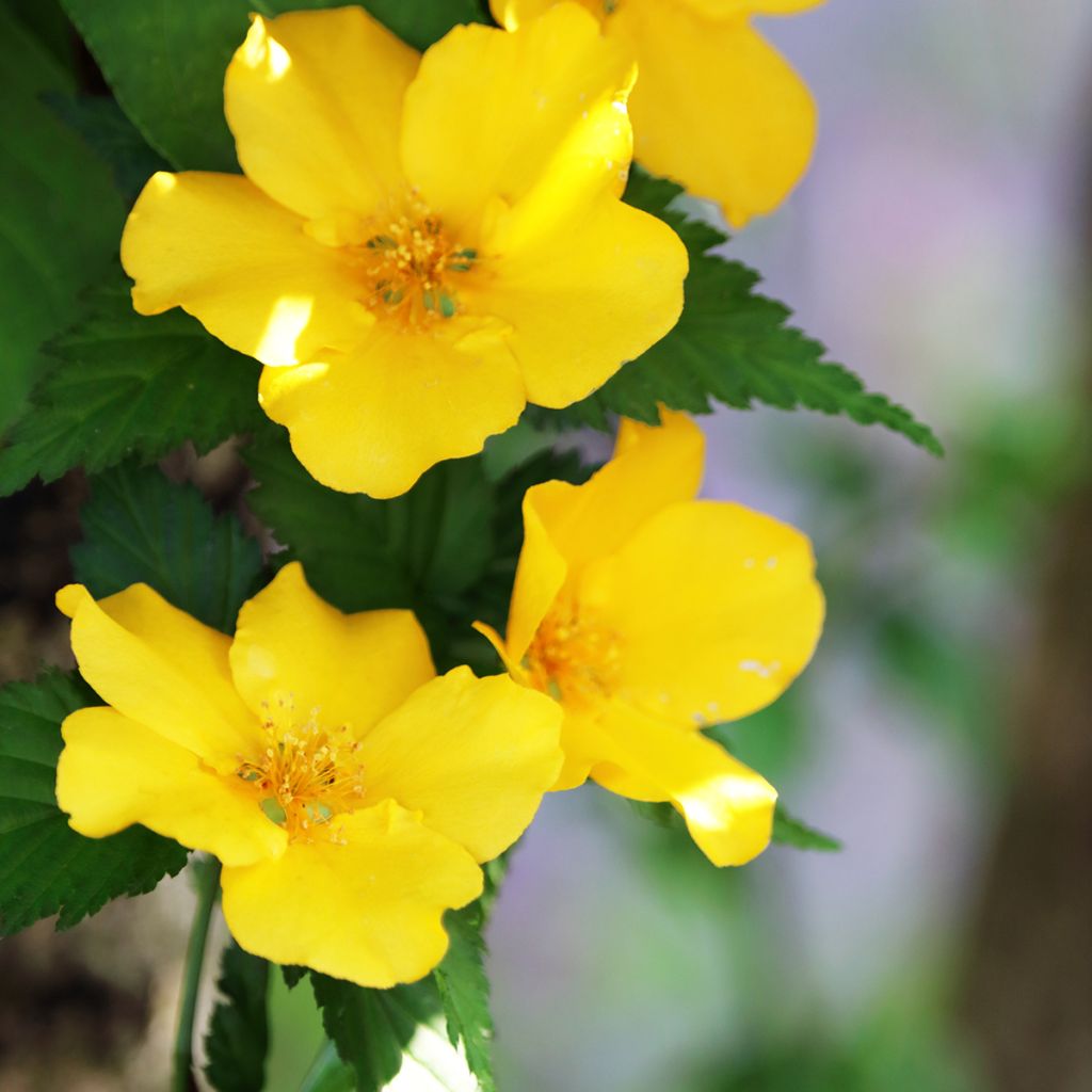 Kerria japonica - Corète du Japon