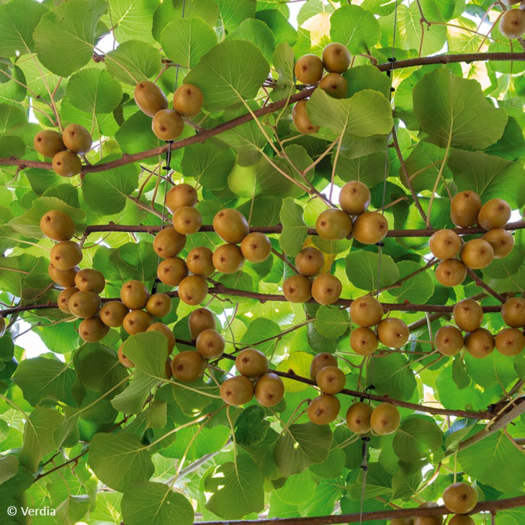 Kiwi jaune kiw'Happy femelle - Actinidia deliciosa