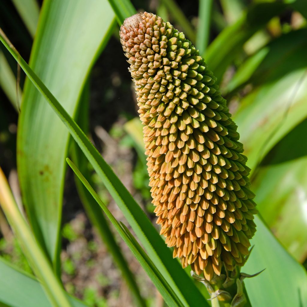 Kniphofia northiae - Tritoma bicolore jaune pâle et orangé