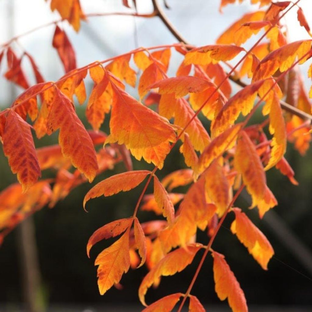 Savonnier orange - Koelreuteria paniculata Coral Sun
