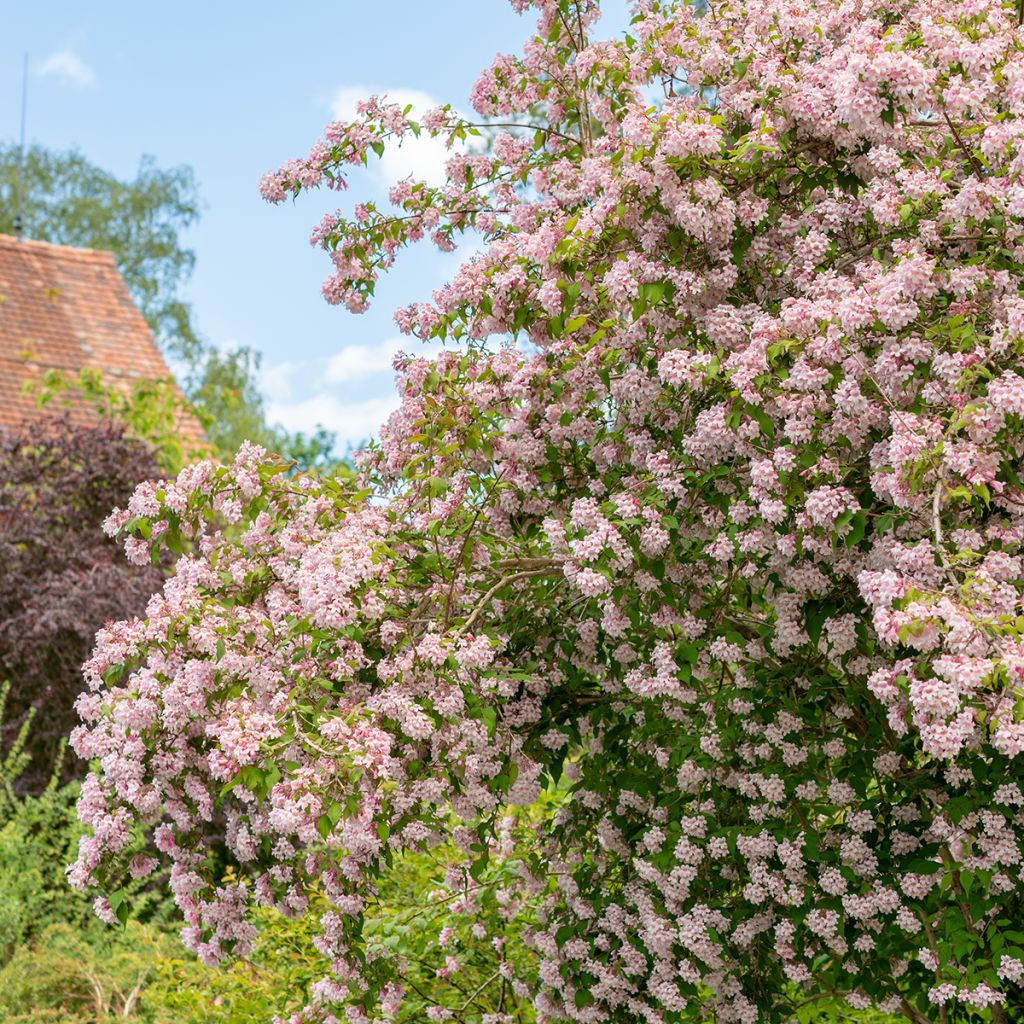 Kolkwitzia amabilis - Buisson de beauté