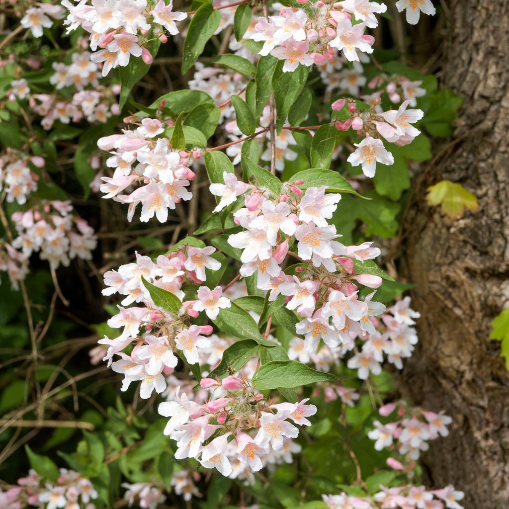 Kolkwitzia amabilis Pink Cloud - Buisson de beauté