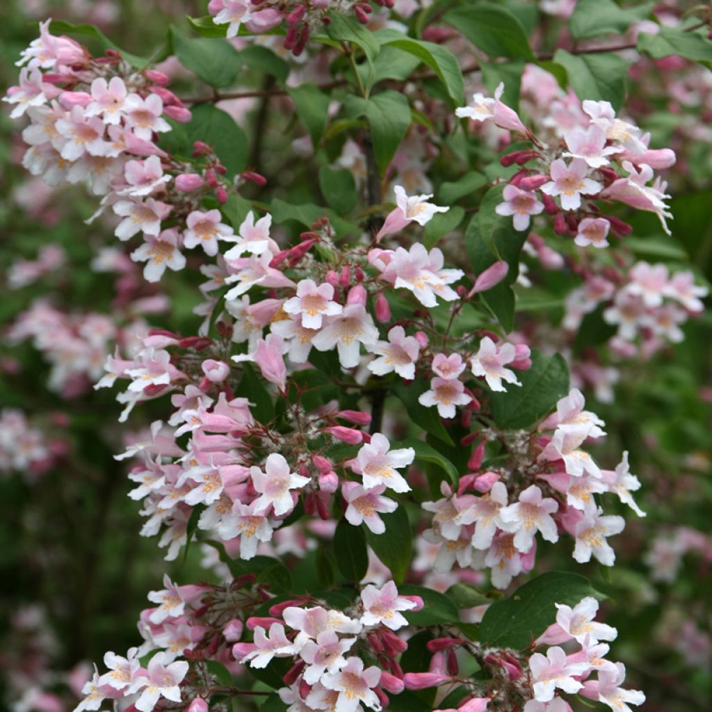 Kolkwitzia amabilis Pink Cloud - Buisson de beauté