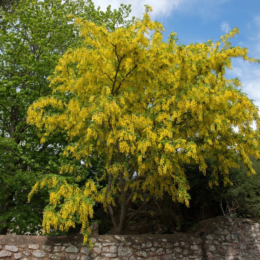 Laburnum anagyroides - Cytise à grappe