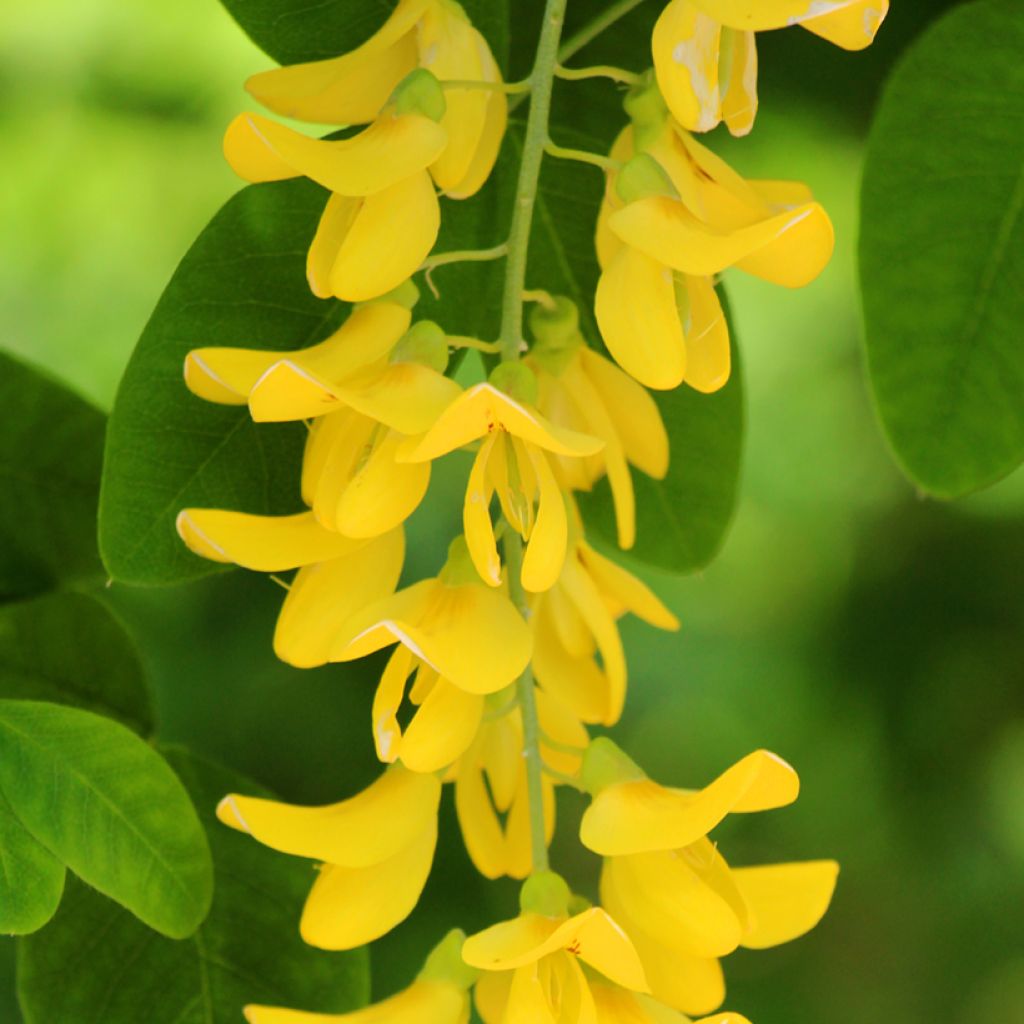 Laburnum anagyroides - Cytise à grappe