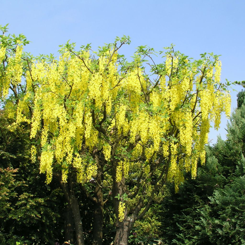 Laburnum watereri Vossii - Cytise pluie d'or