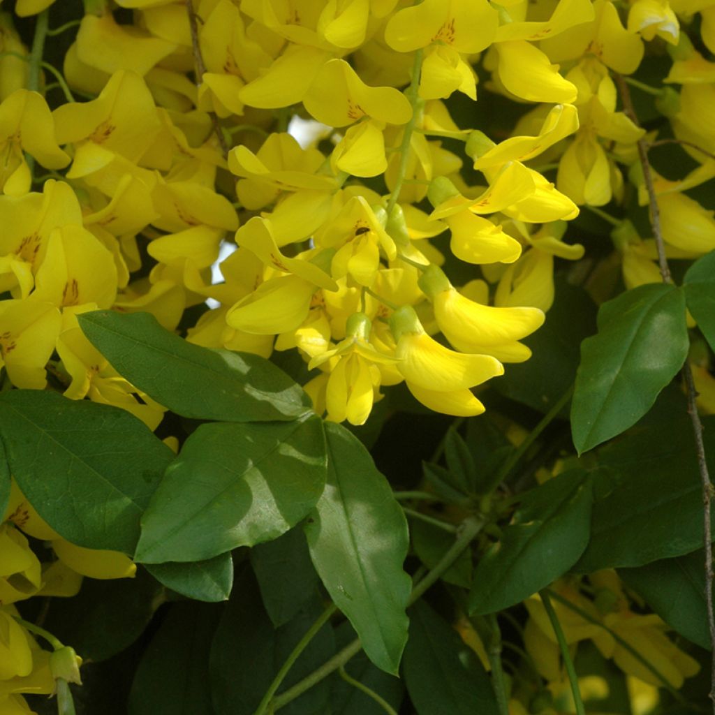 Laburnum watereri Vossii - Cytise pluie d'or