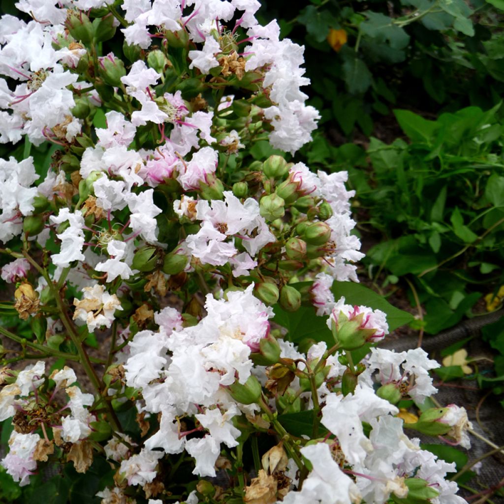 Lagerstroemia indica Petite Snow - Lilas des Indes