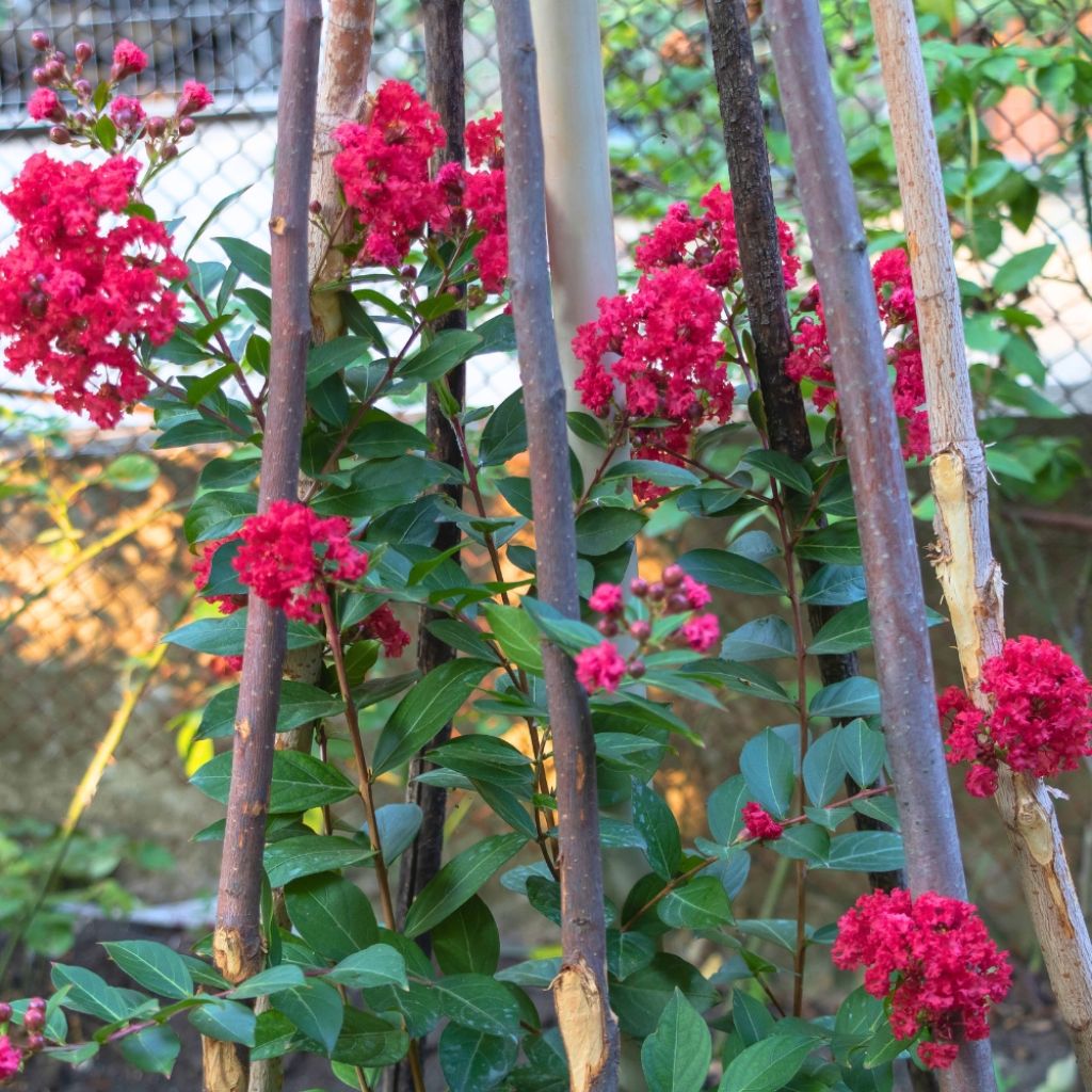 Lagerstroemia indica Terrasse Rouge - Lilas des Indes