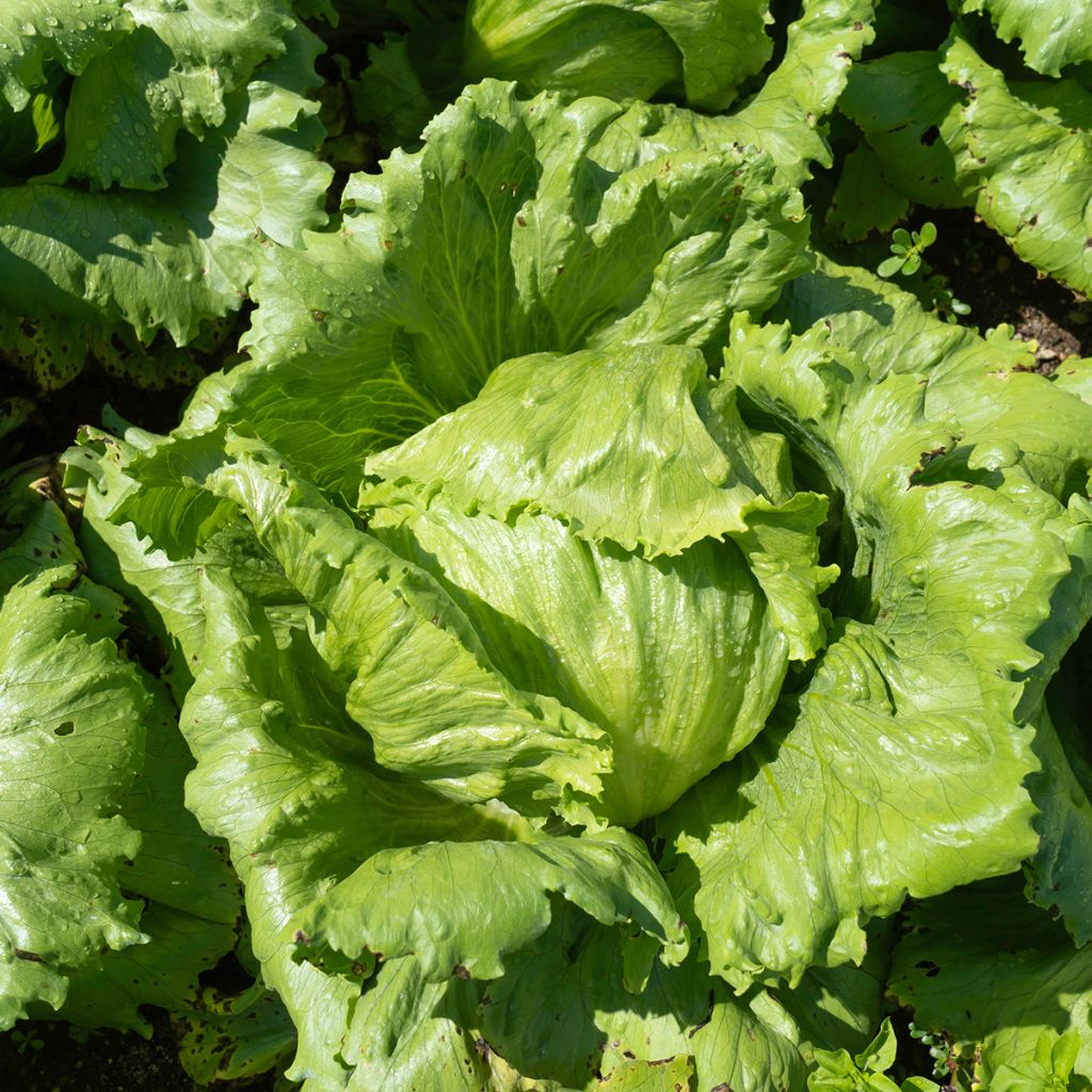 Laitue pommée Reine de Mai - Lactuca sativa