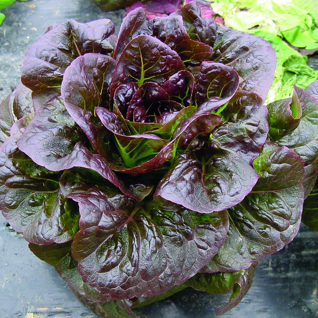 Laitue romaine Ovired