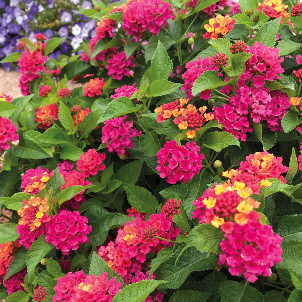 Lantana Bloomify Rose