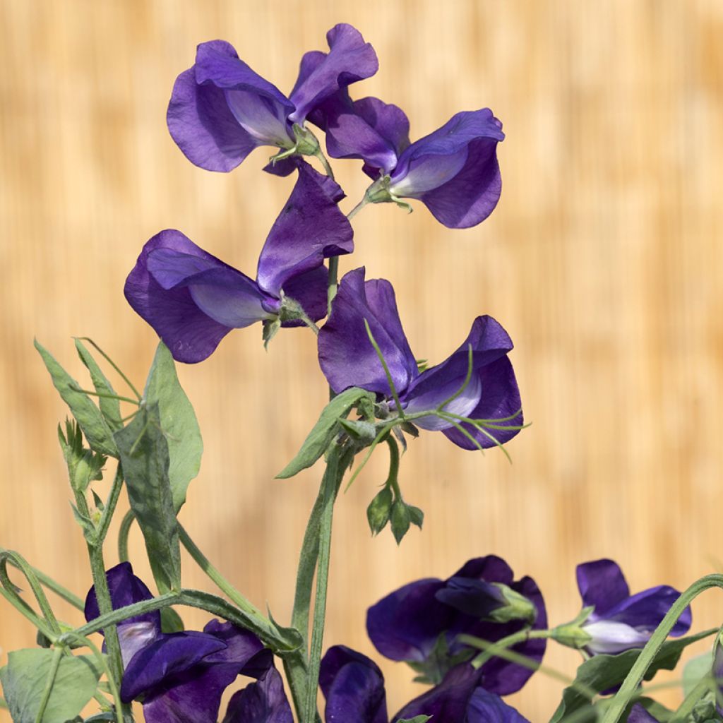 Graines de Pois de senteur King Size Navy Blue - Lathyrus odoratus