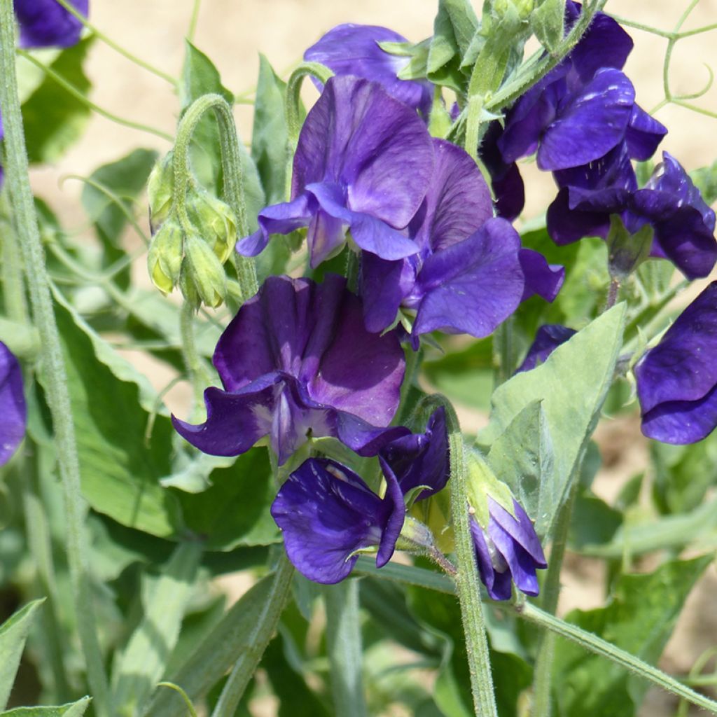 Graines de Pois de Senteur Flagship - Lathyrus odoratus