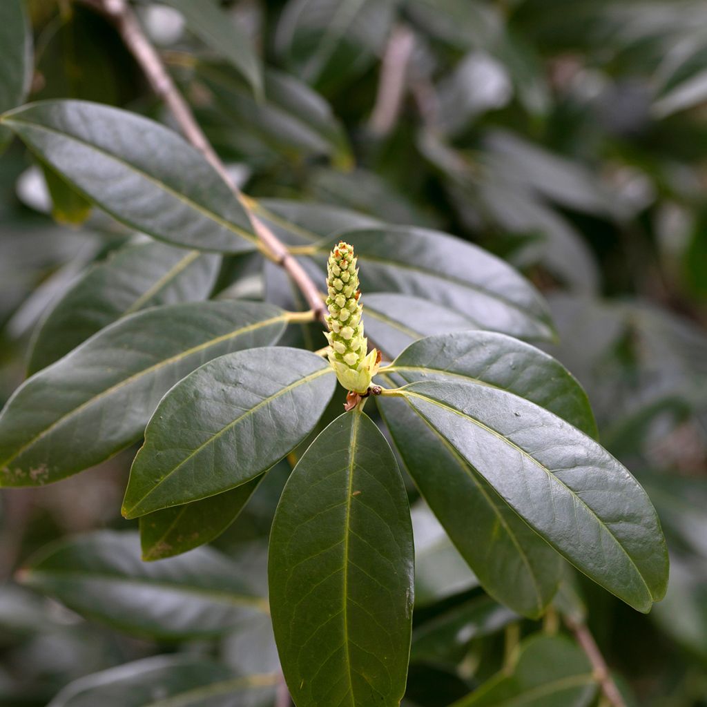 Laurier Cerise Genolia, Prunus laurocerasus Genolia, Laurière Genolia
