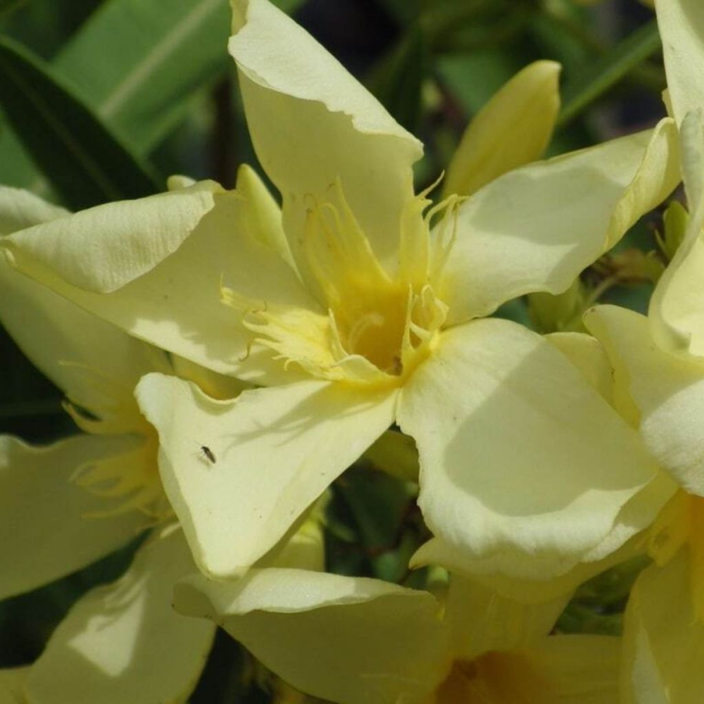 Laurier-rose Souvenir des Iles Canaries – Nerium oleander