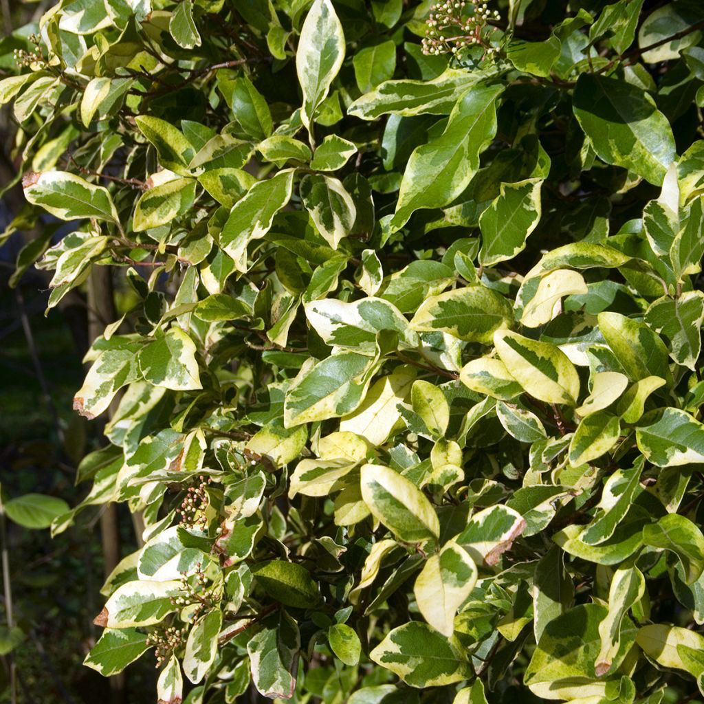 Laurier Tin - Viburnum tinus Variegatum
