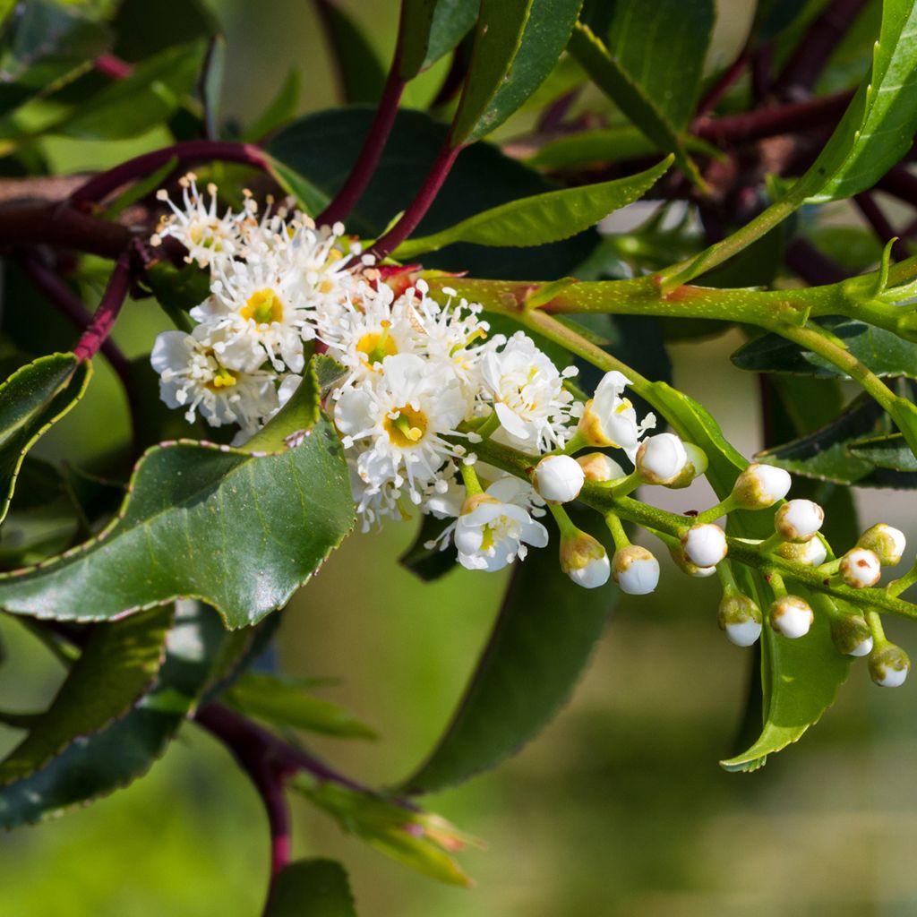 Laurier du Portugal - Prunus lusitanica Brenelia