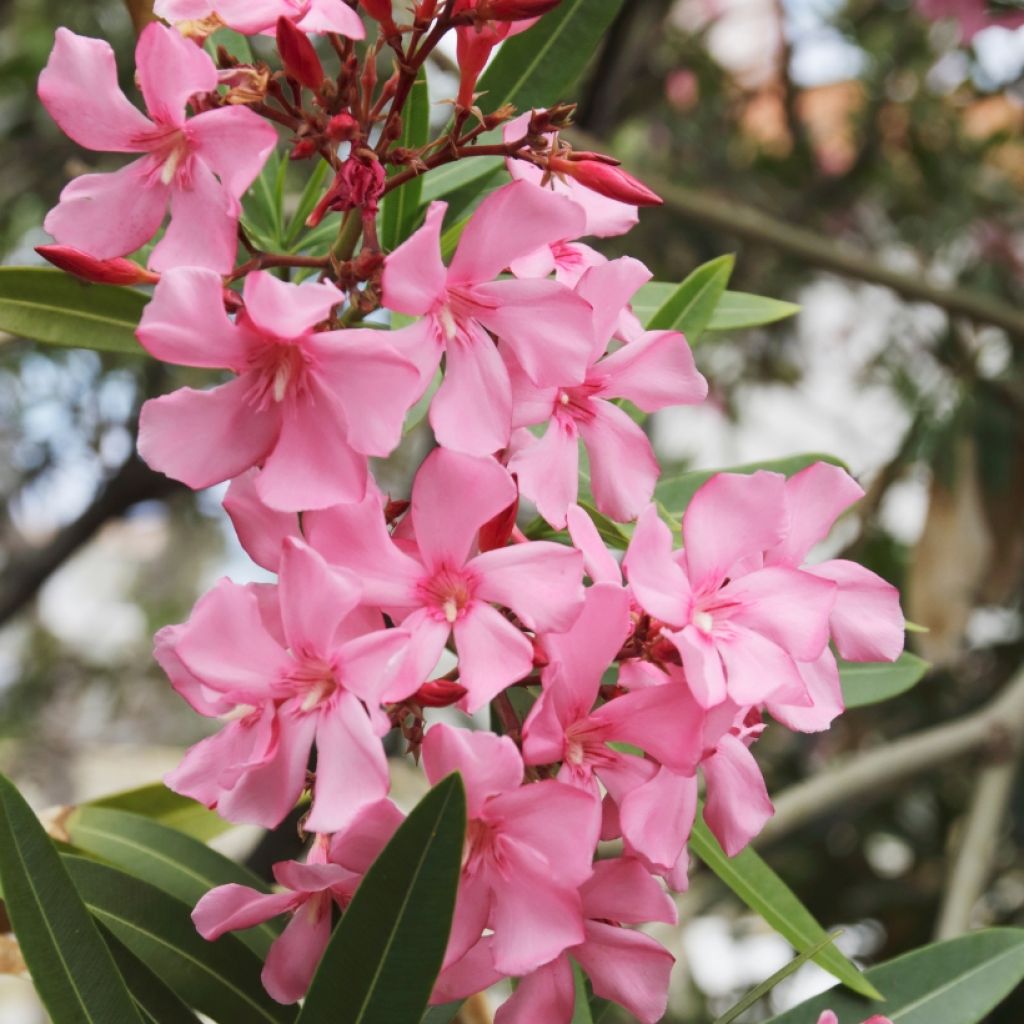 Laurier rose - Nerium oleander Rose