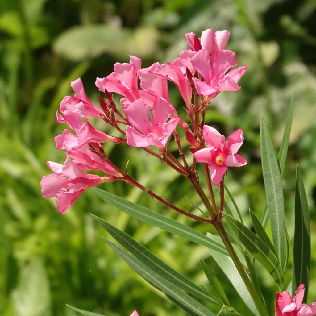 Laurier-rose Maurin des Maures – Nerium oleander