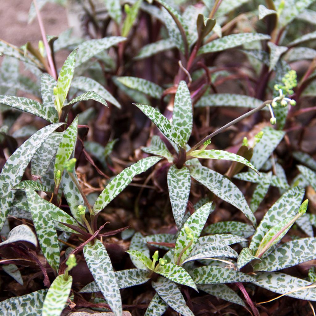 Ledebouria socialis - Scille violacée