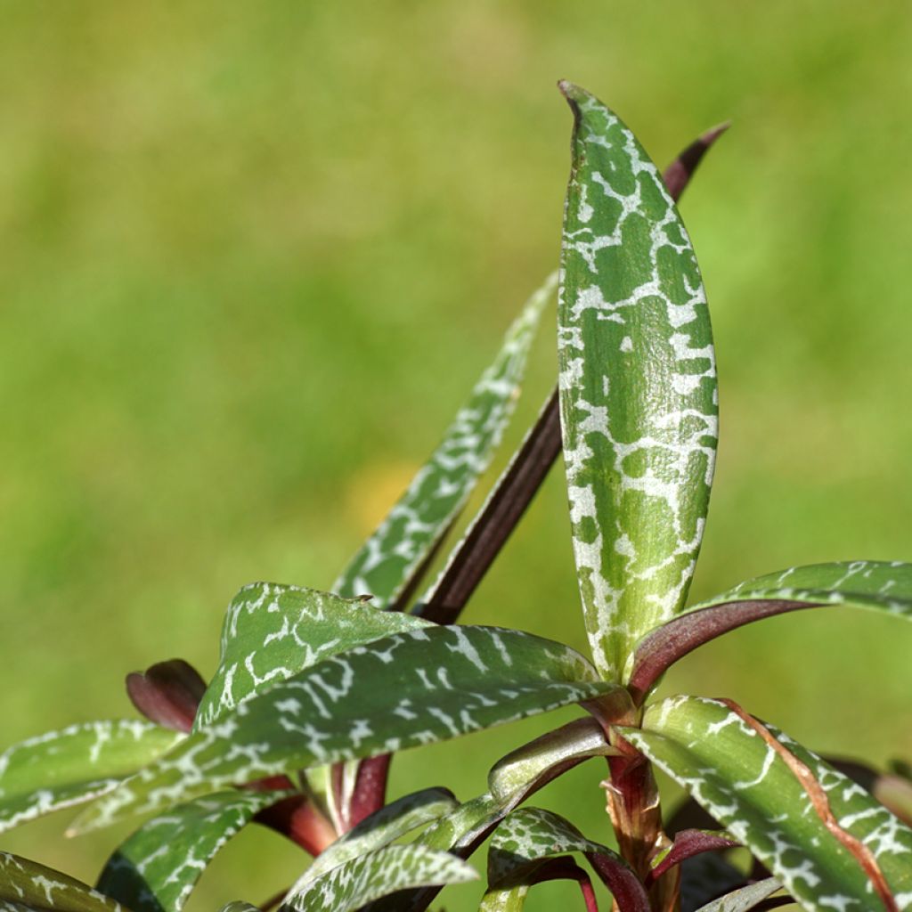 Ledebouria socialis - Scille violacée