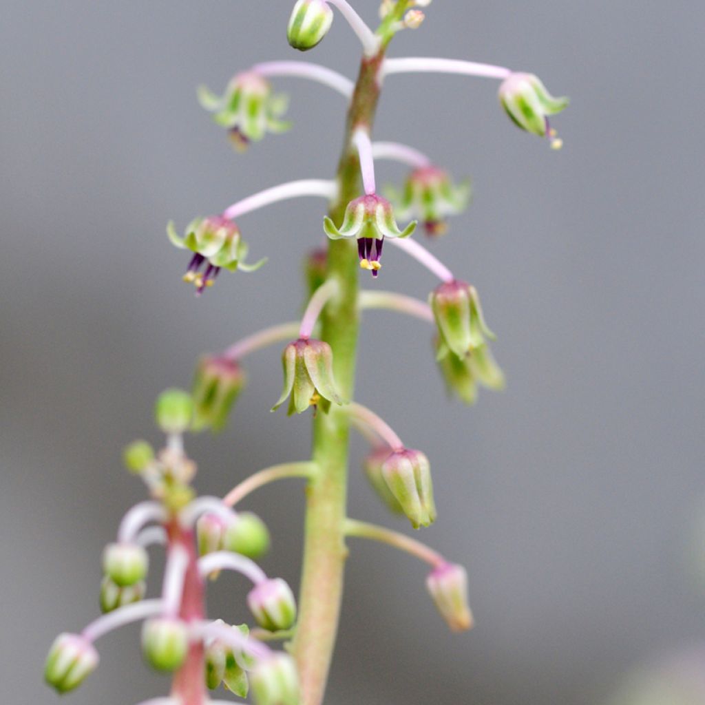 Ledebouria socialis - Scille violacée