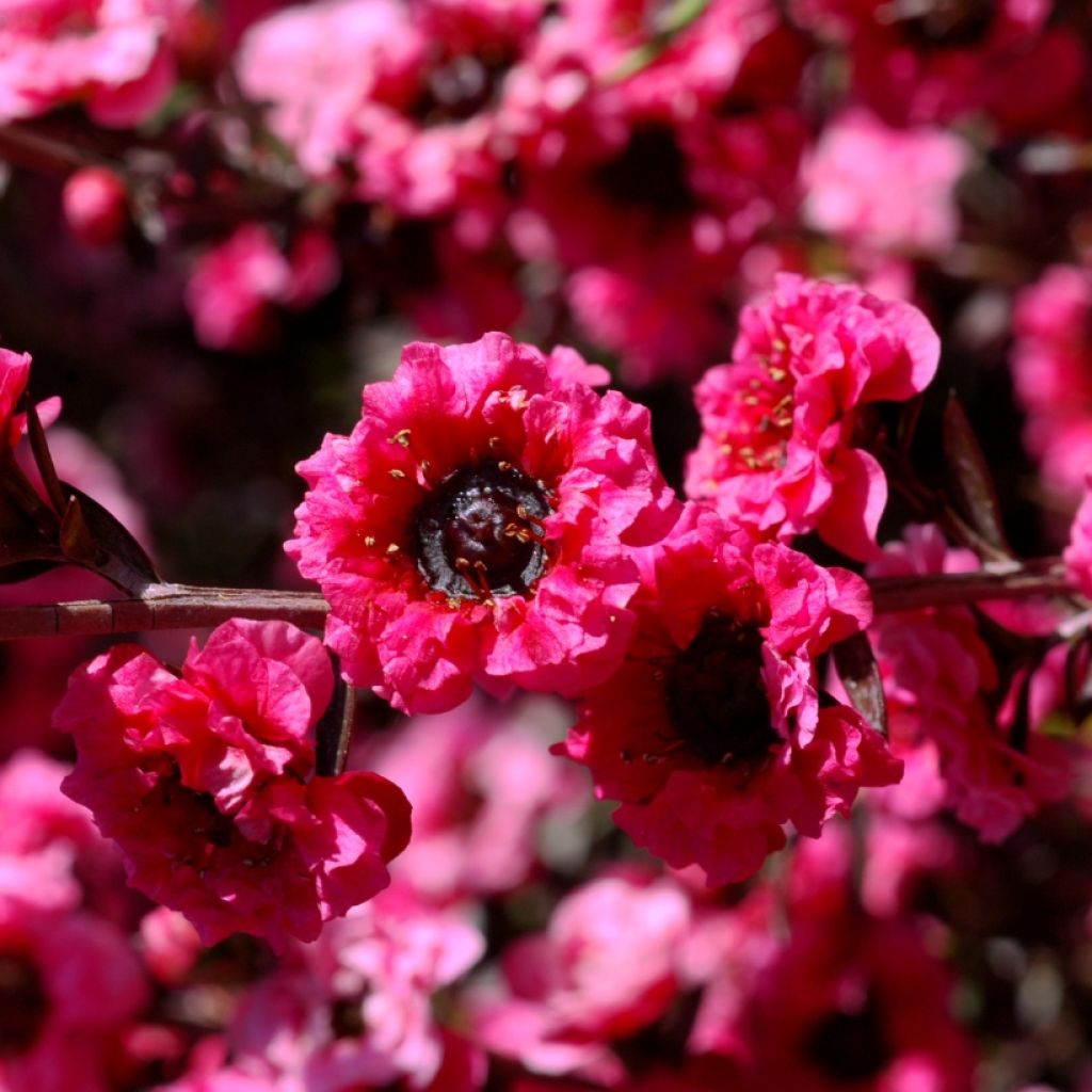 Leptospermum scoparium Red damask - Arbre à thé