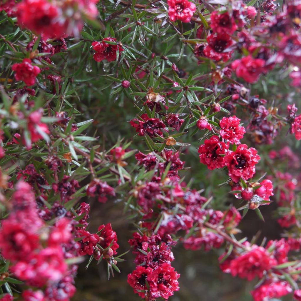 Leptospermum scoparium Red damask - Arbre à thé