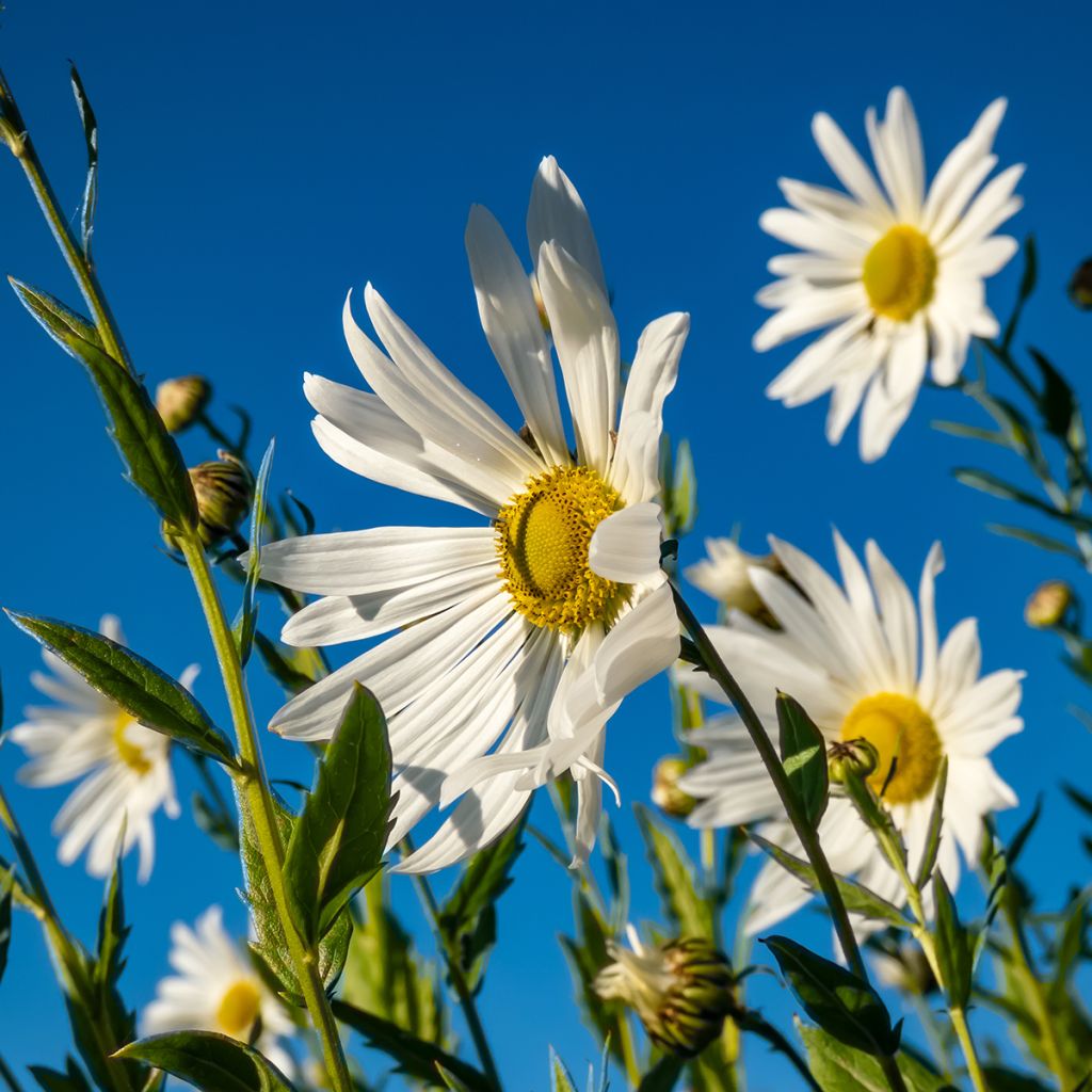 Leucanthemella serotina - Grande marguerite d'automne