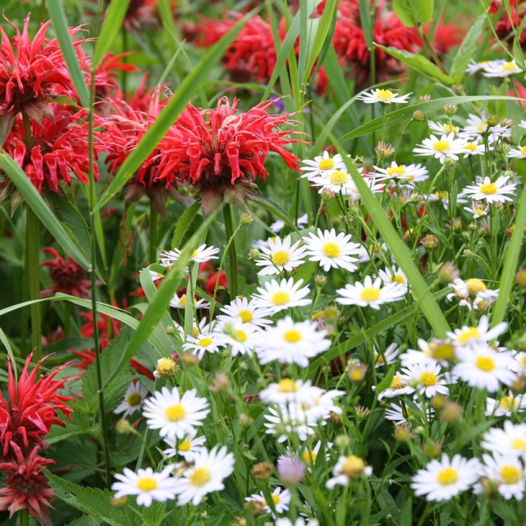 Leucanthemum vulgare - Marguerite commune.